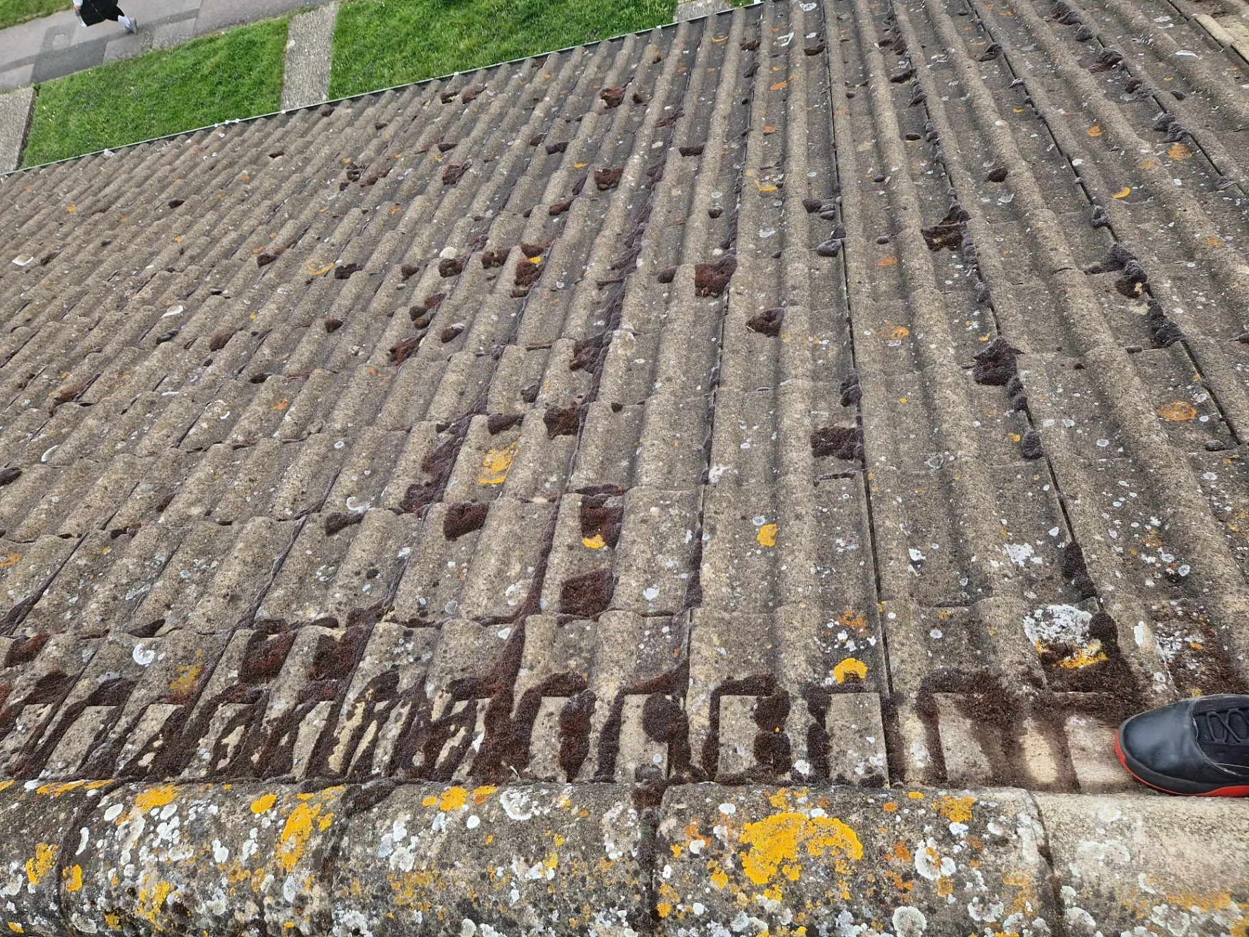 Before Tiled Roof Cleaning